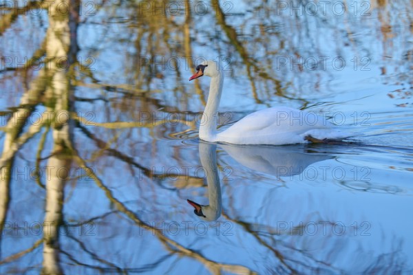 Swan (Cygnus olor), swimming in a calm body of water reflecting the bare winter trees, Reinheimer Teich, Reinheim, Hesse, Germany