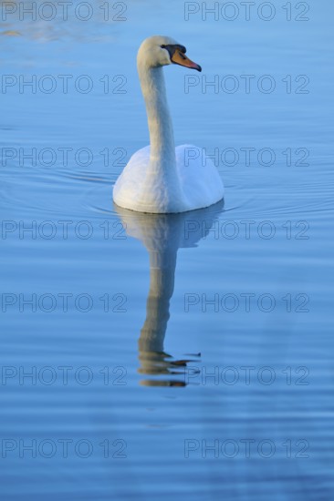 Swan (Cygnus olor), swimming gently on calm, reflecting water, Reinheimer Teich, Reinheim, Hesse, Germany