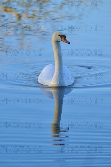 Swan (Cygnus olor), gliding calmly over the lake and reflected in the clear water, Reinheimer Teich, Reinheim, Hesse, Germany