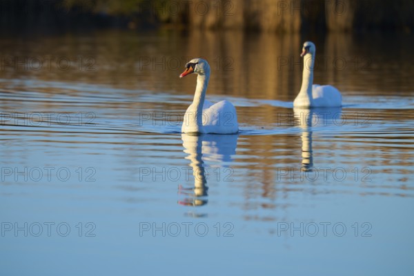 Swan (Cygnus olor), two swans swimming elegantly over a calm lake with a clear reflection, Reinheimer Teich, Reinheim, Hesse, Germany