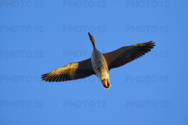 Greylag goose (Anser anser), in flight, presented against the background of a blue sky, Reinheimer Teich, Reinheim, Hesse, Germany
