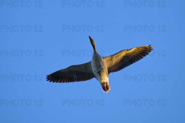 Greylag goose (Anser anser), flying with outstretched wings against a clear blue sky, Reinheimer Teich, Reinheim, Hesse, Germany