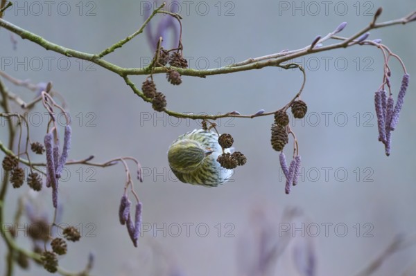 Siskin (Spinus spinus), sitting on a branch with small cones, surrounded by winter colours, Reinheimer Teich, Reinheim, Hesse, Germany