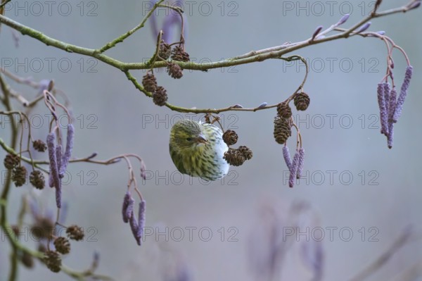 Siskin (Spinus spinus), hanging upside down on a barren branch in wintry surroundings, Reinheimer Teich, Reinheim, Hesse, Germany
