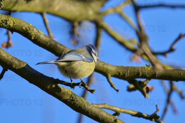 Blue tit (Cyanistes caeruleus), sitting on a branchy tree in front of a blue sky, Reinheimer Teich, Reinheim, Hesse, Germany