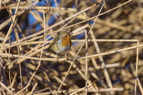 Robin (Erithacus rubecula), sitting between reeds against a blue background, Reinheimer Teich, Reinheim, Hesse, Germany