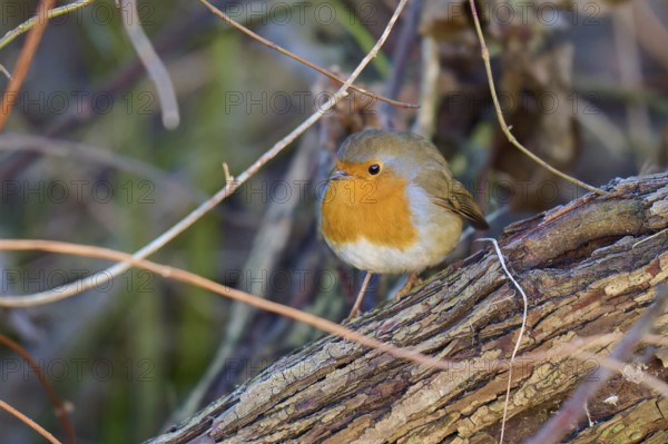 Robin (Erithacus rubecula), resting on a tree bark surrounded by intertwined branches, Reinheimer Teich, Reinheim, Hesse, Germany