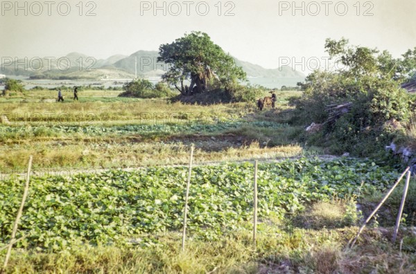 Market gardening farmland, Pak Choy, Sai Kung, New Territories, Hong Kong, Asia 1965