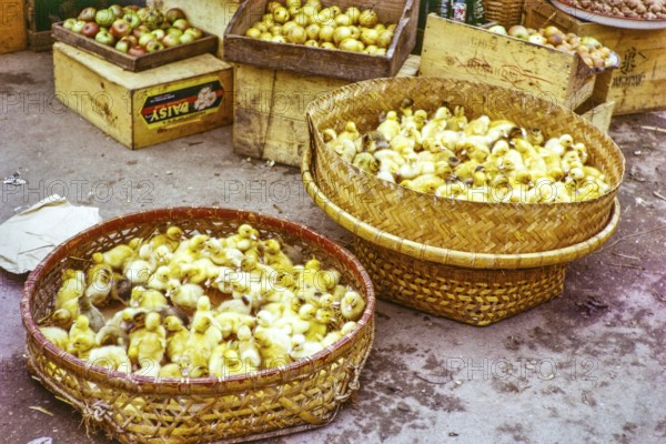 Yellow ducklings in baskets for sale at street market, Castle Peak, New Territories, Hong Kong, Asia 1964
