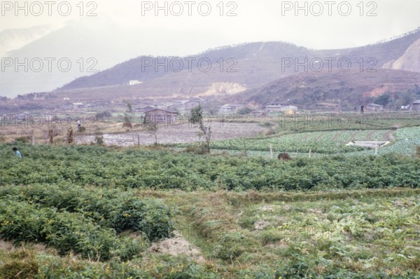 Farmland agriculture, between Kam Tin and Tai Po, New Territories, Hong Kong, Asia 1964