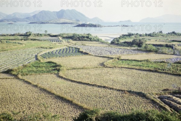 Rice paddy fields and vegetables growing on farmland, Pak Choy, Sai Kung, New Territories, Hong Kong, Asia 1965