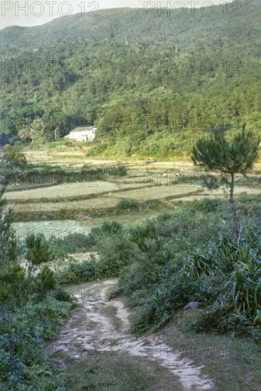 Captioned as 'Afforestation on valley, Sai Kung', New Territories, Hong Kong, Asia 1965