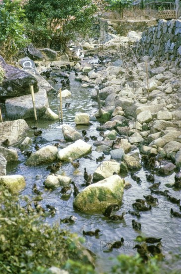Ducklings in stream, duck farming, Sai Kung, New Territories, Hong Kong, Asia 1965