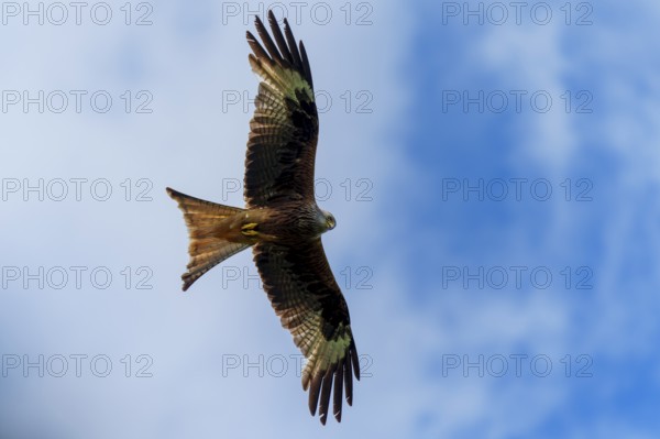 A bird of prey gliding in the wide blue sky, Red Kite, (Milvus milvus) wildlife, Germany