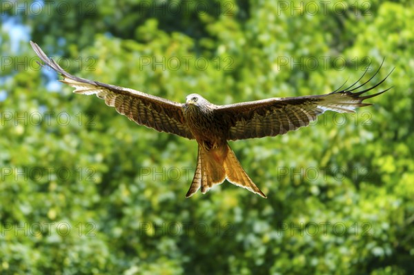 A bird of prey flies with outstretched wings in front of a green tree background, Red Kite, (Milvus milvus) wildlife, Germany
