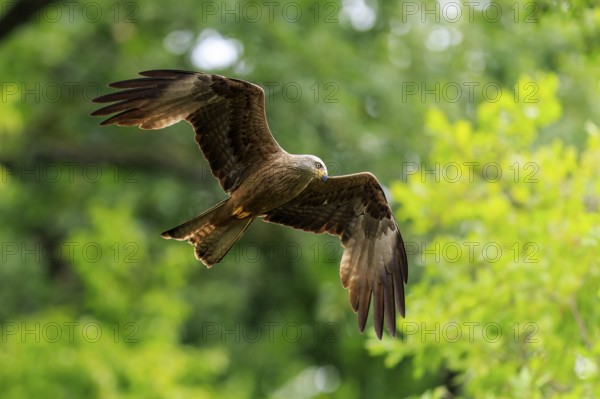 A bird of prey flies through green trees in the background, Red Kite, (Milvus milvus) wildlife, Germany