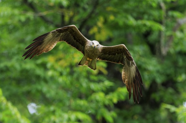 A bird of prey flies through trees with outstretched wings, Red Kite, (Milvus milvus) wildlife, Germany