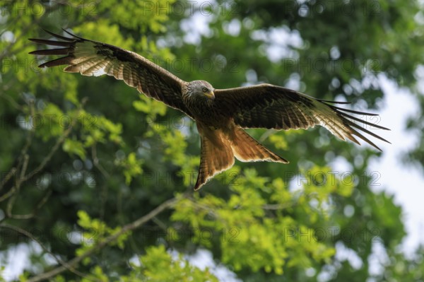 A bird of prey gliding through a green tree landscape, Red Kite, (Milvus milvus) wildlife, Germany