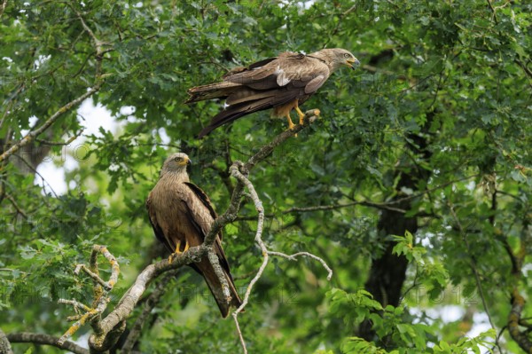 Two red kites sitting on a branch in a dense, green forest, Red Kite, (Milvus milvus) wildlife, Germany
