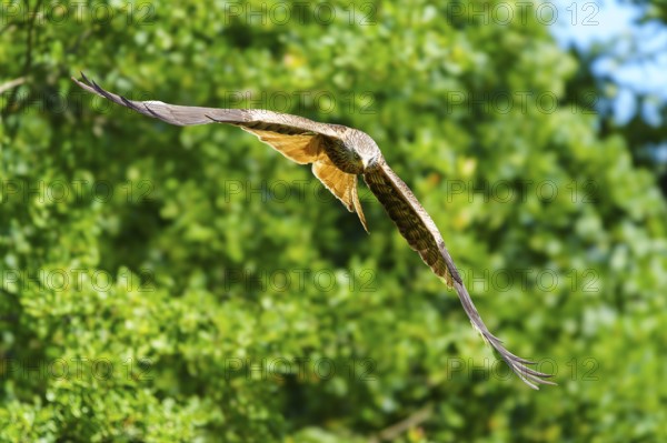 Bird in flight over green overgrown forest in sunny atmosphere, Black Kite, (Milvus migrans), wildlife, Germany