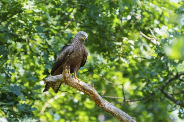 Bird sitting quietly on a branch surrounded by dense green leaves, Black Kite, (Milvus migrans), wildlife, Germany
