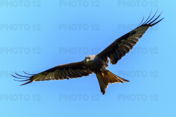 Single bird in flight against a bright blue sky, Black Kite, (Milvus migrans), wildlife, Germany