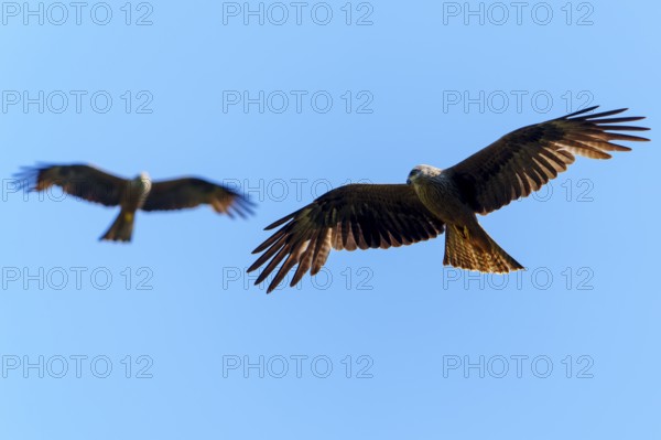 Two birds in flight, against a blue sky, showing harmony in movement, Black Kite, (Milvus migrans), wildlife, Germany
