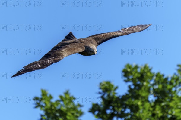 Bird in flight over green forest and open blue sky, Black Kite, (Milvus migrans), wildlife, Germany