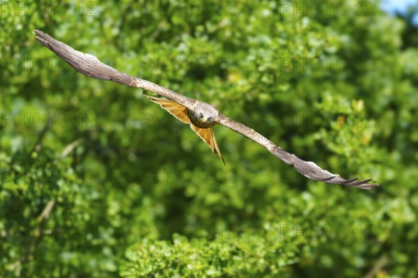 Bird flying calmly over dense, green forest in bright weather, Black Kite, (Milvus migrans), wildlife, Germany