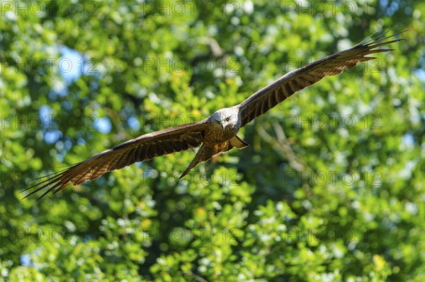 Bird flying close over lush, green forest in a natural environment, Black Kite, (Milvus migrans), wildlife, Germany