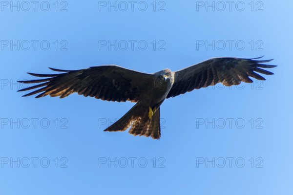 Large bird with spread wings in front of a clear blue sky, Black Kite, (Milvus migrans), wildlife, Germany