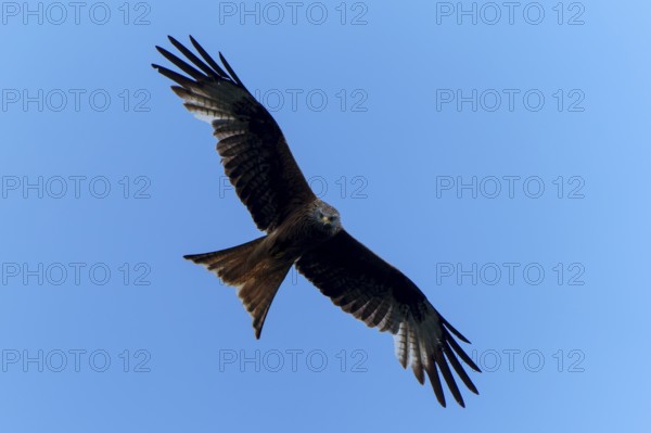 Brown bird gliding high in the blue sky with outstretched wings, Black Kite, (Milvus migrans), wildlife, Germany