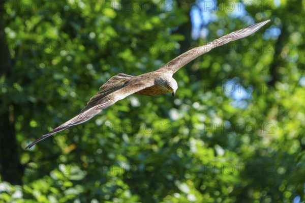 A brown bird flies over a green forest with bright summer light, Black Kite, (Milvus migrans), wildlife, Germany