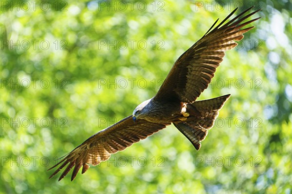 Bird of prey flying with wings spread wide in green, light-flooded forest, Black Kite, (Milvus migrans), wildlife, Germany