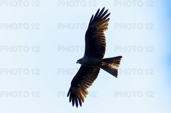 Bird of prey as a dark silhouette against the bright sky in elegant flight, Black Kite, (Milvus migrans), wildlife, Germany