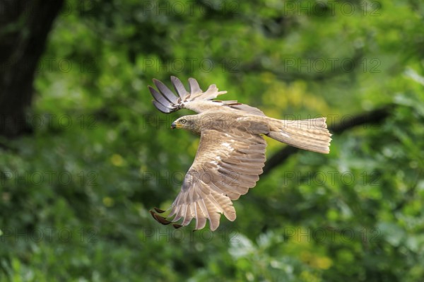 Bird of prey flying harmoniously through the air against a green background, Black Kite, (Milvus migrans), wildlife, Germany