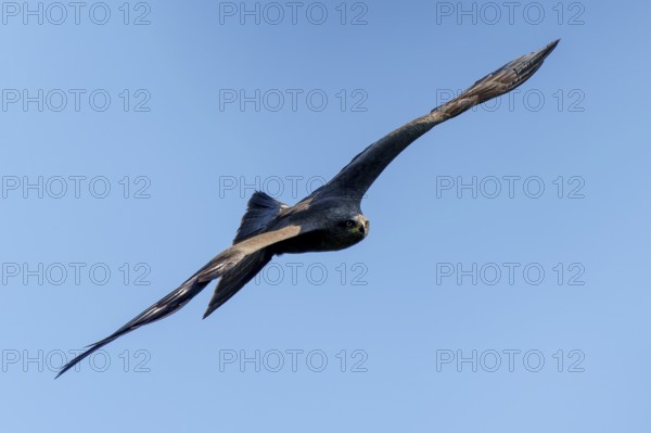 Bird of prey flying as a dark silhouette in the blue sky, Black Kite, (Milvus migrans), wildlife, Germany