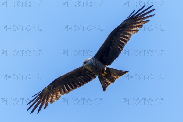 Bird of prey with wide spread wings against clear blue sky, Black Kite, (Milvus migrans), wildlife, Germany