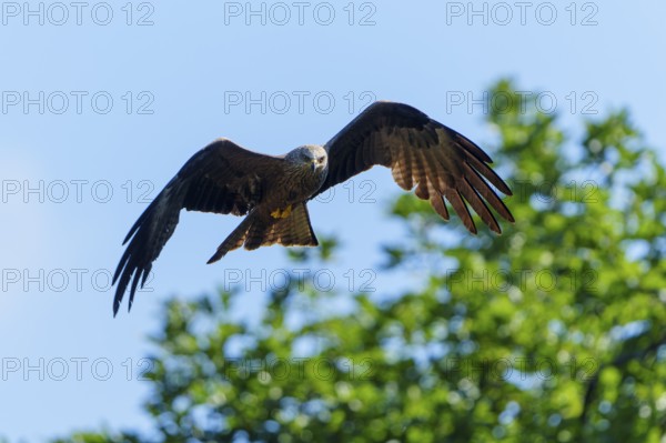 Bird of prey hovering over green trees in sunny weather, Black Kite, (Milvus migrans), wildlife, Germany