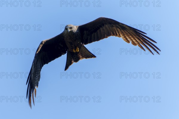 Bird of prey flying directly above the viewer, contrasted against a blue sky, Black Kite, (Milvus migrans), wildlife, Germany