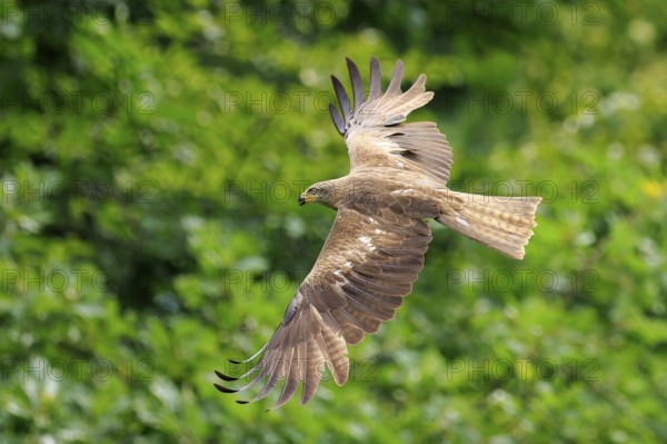Flying bird of prey with spread wings in front of a green forest background, Black Kite, (Milvus migrans), wildlife, Germany
