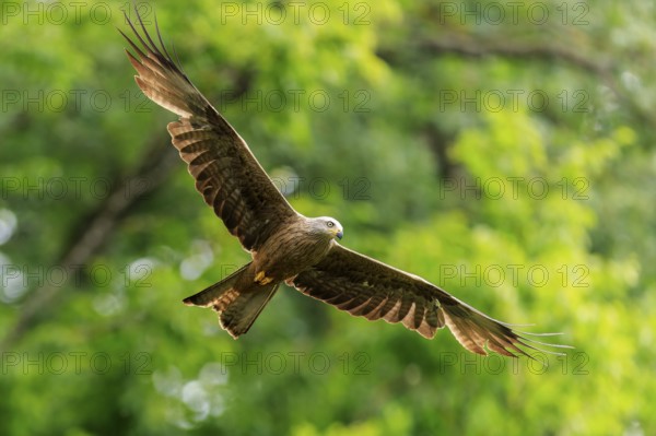 Bird of prey in flight in front of green background, wings spread in natural environment, Black Kite, (Milvus migrans), wildlife, Germany