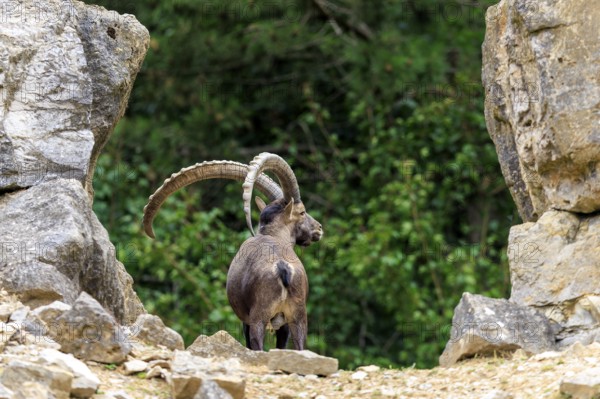 An ibex stands between rocks in a green landscape, seen from behind, the horns are clearly visible, Alpine ibex, (Capra ibex), Germany