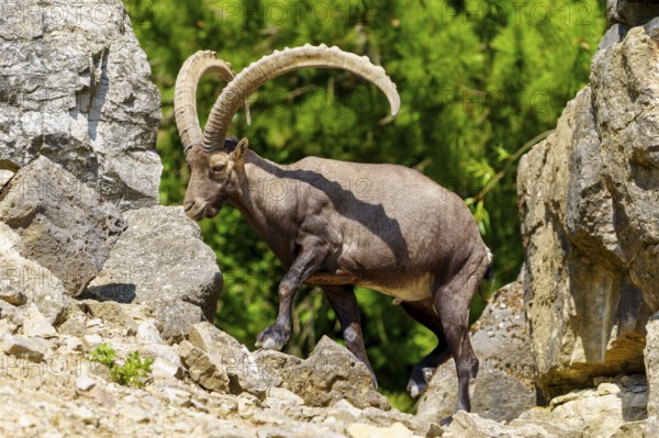 An ibex stands between rocky structures in a green setting, its impressive horns sticking out attentively, Alpine ibex, (Capra ibex), Germany