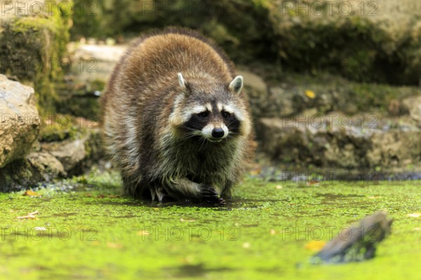 A raccoon wading through a body of water covered with algae and surrounded by stones, raccoon (Procyon lotor), Germany