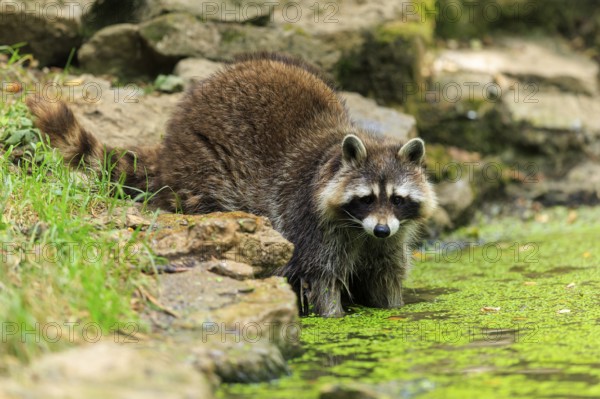 A raccoon stands on the rocky shore of a water body covered with algae, raccoon (Procyon lotor), Germany