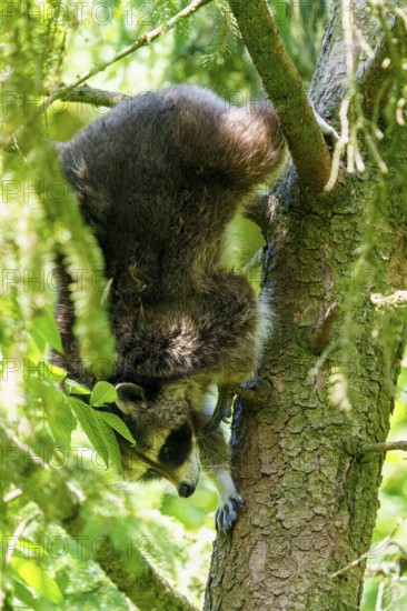 A raccoon climbs headfirst down a tree surrounded by green foliage, raccoon (Procyon lotor), Germany