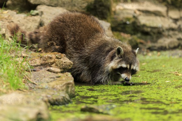 A raccoon bends over an algae-covered pond to drink water, Raccoon (Procyon lotor), Germany