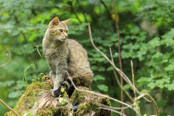 Wildcat (Felis silvestris), Germany