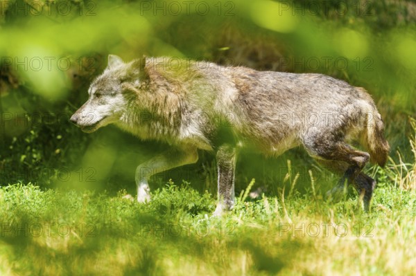 A wolf moves cautiously through the green, light-flooded grass, Timberwolf, wolf, American wolf, (Canis lupus lycaon), Germany